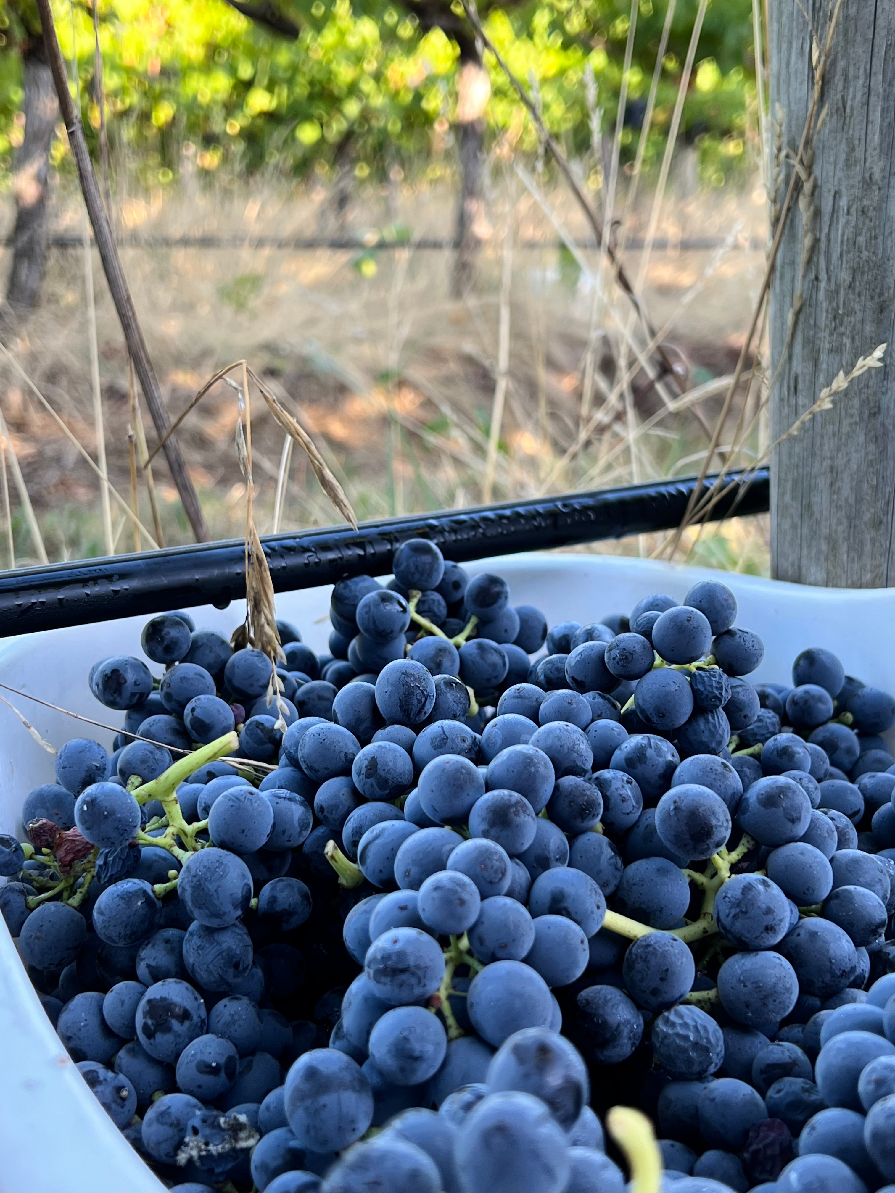 2022 Yarra Valley Cabernet Sauvignon
