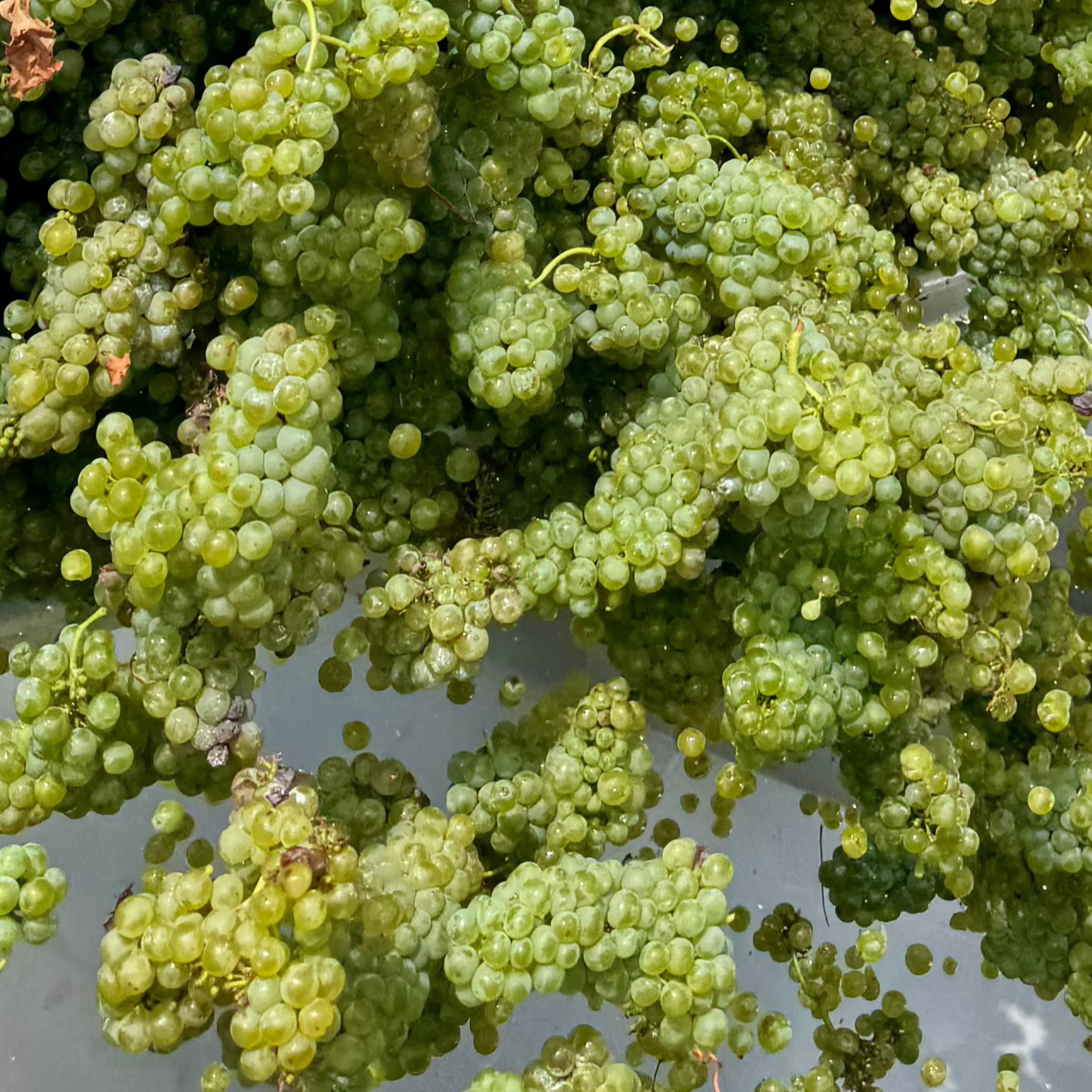 chardonnay grapes
