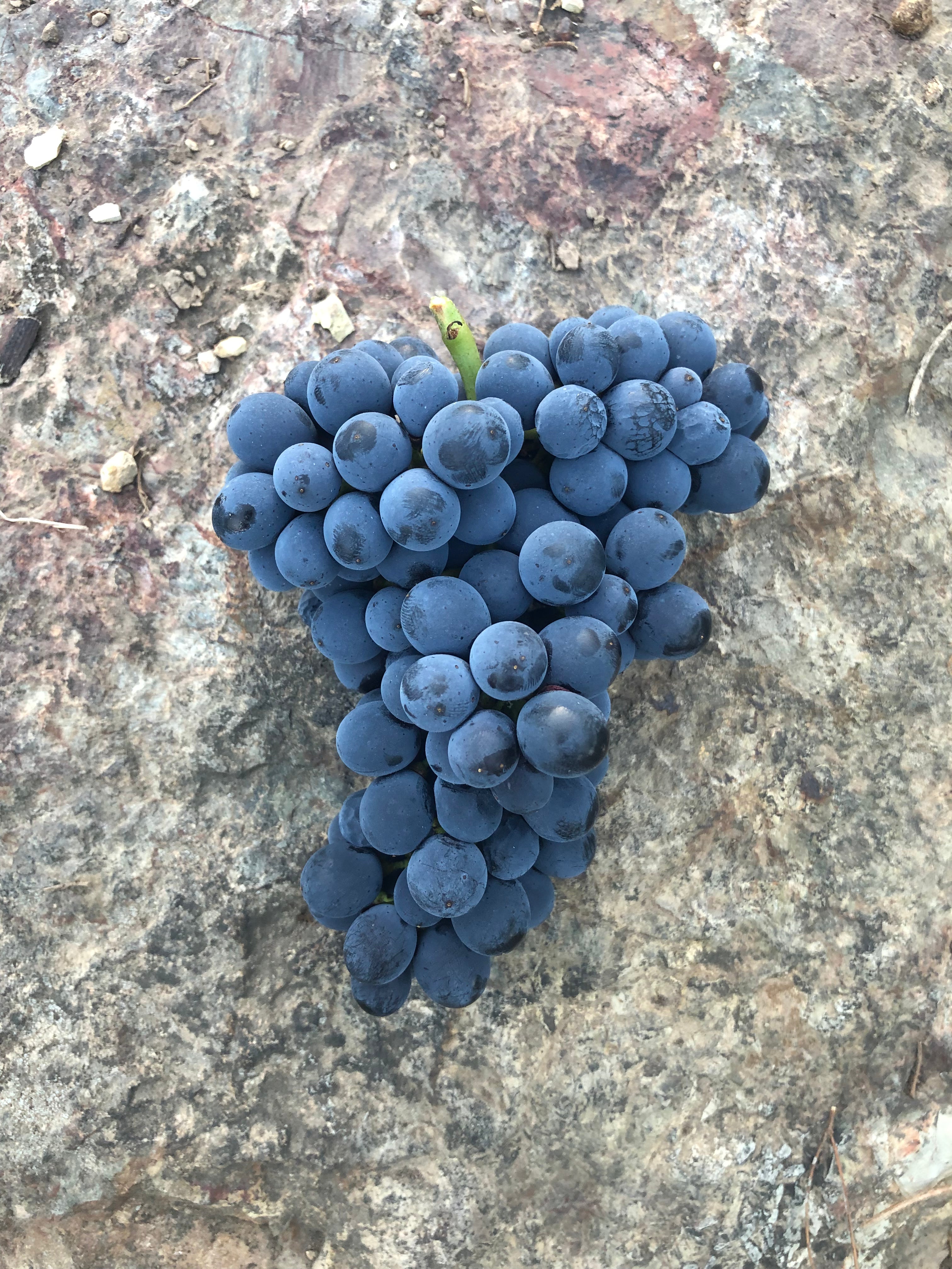 2023 "Upper Yarra" Pinot Noir
